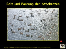 Die-Paarung-der-Stockenten.pdf